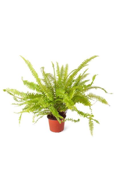 Cemre Garden Nephrolepsis Fujer - Aşk Merdiveni - Ev Ofis Salon Iç Mekan Bitk...