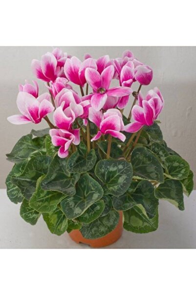 serada decor & plant Canlı Sıklamen Çok Büyük Boy Pembe Beyaz Hediyelik Çiçek