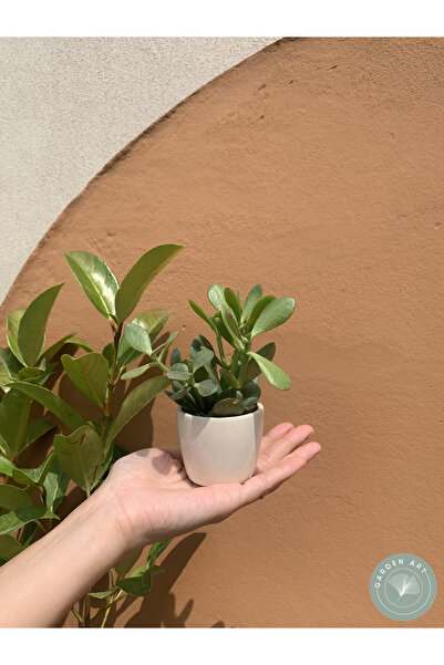 Garden Art Mini Seramik Beyaz Renk Sukulent Saksı 6 Cm