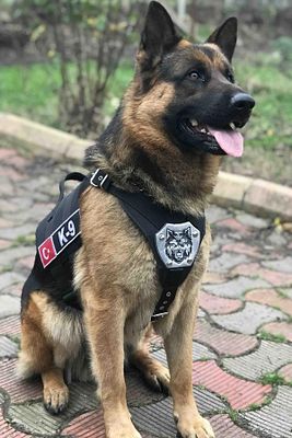 Kişiye Özel, isimli K9 Köpek Tasması, Göğüs Ve Sırt Tasması Seti ürün fotoğrafı