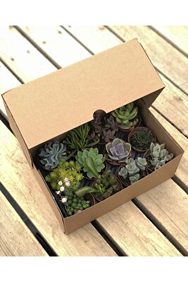 12 Adet Farklı Cins Sukulent ürün fotoğrafı