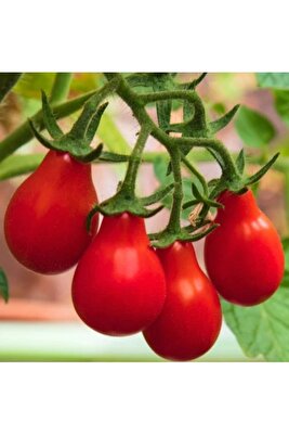 50 Adet Tohum Nadir Benekli Kırmızı Ampul Domates Tohumu Hediye Tohumlarla ürün fotoğrafı