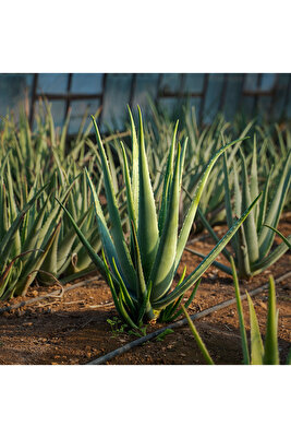 Aloe Vera Jel Için 500 gr Taze Yaprak ürün fotoğrafı