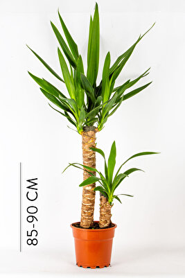 İkili Yukka Yucca Yukka(70-75 cm) Bitkisi Ev Ofis Salon İç Mekan Bitkisi Canlı Çiçek ürün fotoğrafı