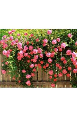 Pembe Kokulu Sarmaşık Gül Fidanı ürün fotoğrafı
