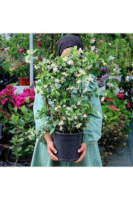Arap Yasemini Bol Kokulu 30-32 cm Boy, Saksılı ürün fotoğrafı