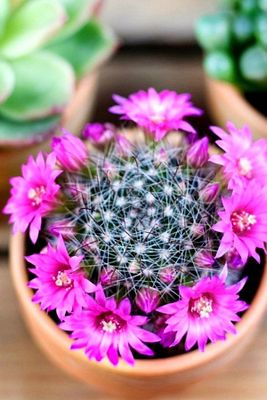 Mammillaria Wrightii 12 Ay Çiçek Açan Bol Tomurcuklu Kaktüs Sukulent ürün fotoğrafı
