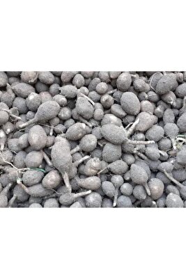 Salep Fidesi, Tohumu, Gıda Amaçlı Yıkanmamış, Dikime Hazır (10 ADET) ürün fotoğrafı