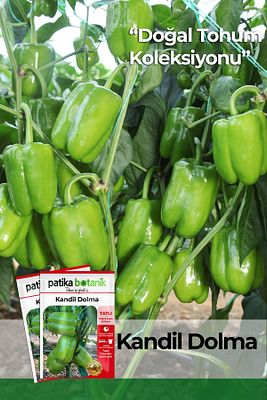 200 Adet Tatlı Kandil Dolma Biber Tohumu ürün fotoğrafı