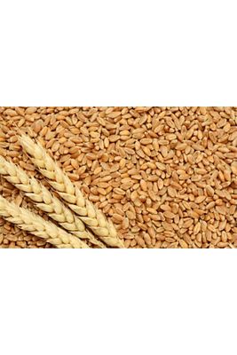 İşlenmemiş Buğday 1 kg ürün fotoğrafı