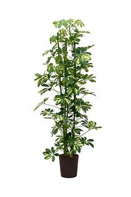 Şeflera Bitkisi 110 120 Cm Schefflera Bitkisi 5 Parmak Bitkisi Ev Bitkisi Ofis Bitkisi Salon Bitkisi ürün fotoğrafı