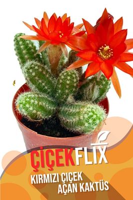 Chamaecwreus Silvestrii Kirmizi Çiçek Açan Kaktüs /şuan Çiçeksizdir 5.5cm ürün fotoğrafı