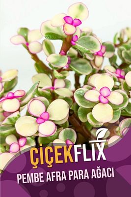 Alacalı Pembe Çiçek Açan Afra Para Ağacı Mini Boy 5.5 cm /şuan Çiceksizdir ürün fotoğrafı