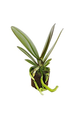 Phalaenopsis Orkide Fidesi ürün fotoğrafı