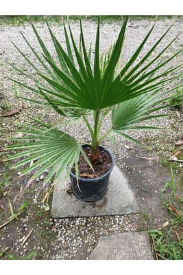 Palmiye Fidanı Waşhingtonia 40-50 cm ürün fotoğrafı