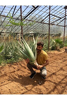 Çok Büyüyen Aloe Vera Bitkisi Fidanı, Bol Yavrulu 50 Cm, Köklü, Saksısız, Aloe Vera Plant ürün fotoğrafı