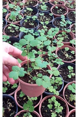 Kırlangıç Otu Fidesi Saksıda ürün fotoğrafı