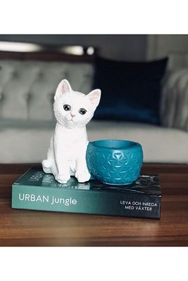 Saksılı Kedi Biblosu ürün fotoğrafı