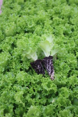 Kıvırcık Marul Fidesi 20 Adet ürün fotoğrafı