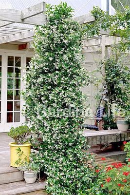 Sarmaşık Seti Mandevilla Çiçeği - Arap Yasemini Fidanı Kokulu ( Rhyncospermum Jasminoides ) ürün fotoğrafı