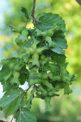 Taze Yaş Yeşil Fındık 500 gr ürün fotoğrafı
