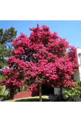 Oya Ağacı Fidanı Pembe ( Tüplü) 30 -40 Cm ürün fotoğrafı