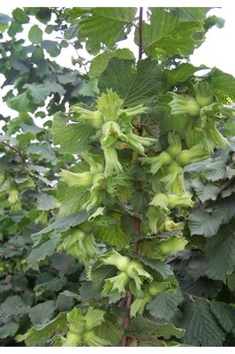 Üreticiden Taze Yaş Yeşil Fındık 200 gr ürün fotoğrafı