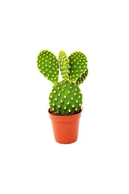 Tavşan Kulağu Kaktüs Altın Renk - Opuntia Microdasys Albata Kaktüs Sukulenet ürün fotoğrafı