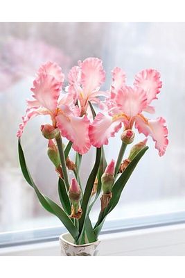1 Adet Iris Süsen Çiçek Soğanı Mercan Rengi ürün fotoğrafı