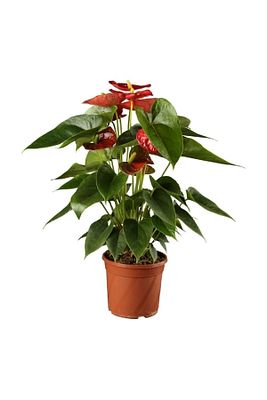 Antoryum Çiçeği Filamingo Çiçeği Anthurium Red Winner Ev Bitkisi Ofis Bitkisi Salon Bitkisi ürün fotoğrafı