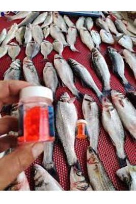 Deniz Ve Tatlı Su Levrek Çupra Alabalık Havyar Silikon Yem Karides Kokulu 6 Mm (90 Adet) ürün fotoğrafı