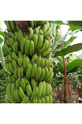 Yerlı Yeşıl Muz ürün fotoğrafı