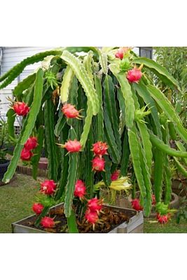 Pitaya Ejder Meyvesi Fidanı Çelik Dal 25-30 Cm ürün fotoğrafı