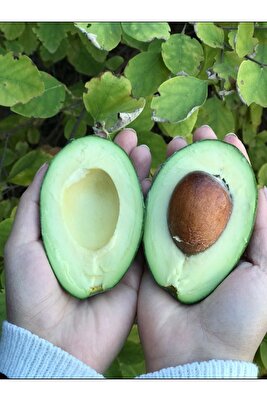 1 Kg Avokado Taze- Yeni Hasat ürün fotoğrafı