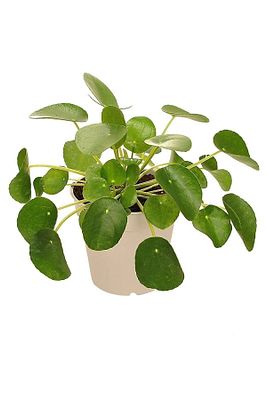 Pilea Pilea Peperomioides Çin Para Bitkisi 15cm ürün fotoğrafı