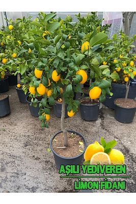 Limon Fidanı Yediveren Limon Aşılı Mis Kokulu Ev Için Uygun ürün fotoğrafı