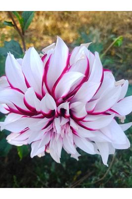 Dev Çiçekli Avalanche Dahlia Yıldız Çiçeği Yumrusu 1 Adet ürün fotoğrafı