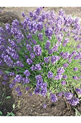 10 Adet Açık Köklü Intermedia Lavanta Fidesi Fidanı. ürün fotoğrafı