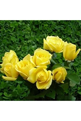 Yediveren Sarı Gül Fidanı 1 Adet 15-25 Cm ürün fotoğrafı