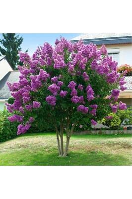 Oya Ağacı Fidanı Mor 30-40 Cm ürün fotoğrafı