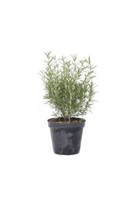 Saksılı Biberiye Fide Fidanı 15-25 Cm ürün fotoğrafı