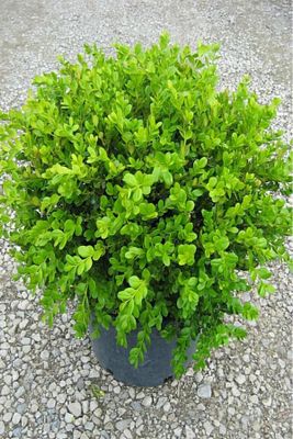 Şimşir Fidanı 20-40 Cm( Buxus Japonica Rococo ) ürün fotoğrafı