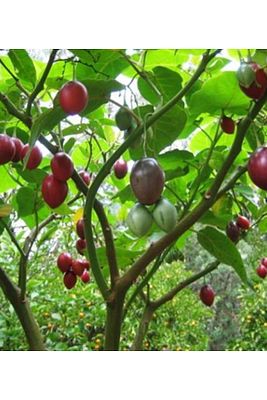 Tamarillo (DOMATES AĞACI) 50-75 Cm Boyunda Tüplüdür ürün fotoğrafı