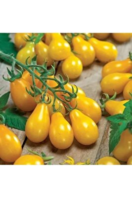 15 Adet Tohum Nadir Organik Sarı Renkli Ampul Domates Tohumu Hediye Tohumludur ürün fotoğrafı
