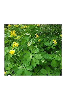 Kırlangıç Otu Tohumu 50adet Göz Otu Tohumu ürün fotoğrafı