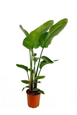 Strelitzia Starliçe 70-80 Cm Boyunda Tek Gövdeli Salon Bitkisi Iç Mekan Bitkisi ürün fotoğrafı