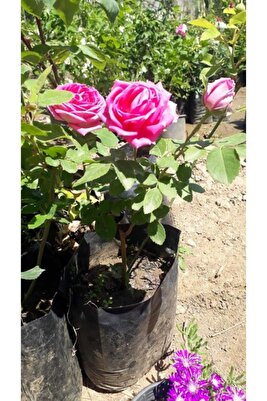 Yoğun Kokulu Yediveren Isparta Gülü Fidanı 10-20 cm ürün fotoğrafı