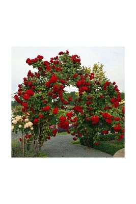Kırmızı Yediveren Sarmaşık Gül Fidanı 15-25 Cm ürün fotoğrafı