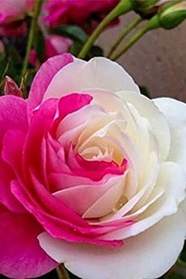 Beyaz Pembe Sihirbaz Gül Fidesi 1 Adet Açık Kök ürün fotoğrafı
