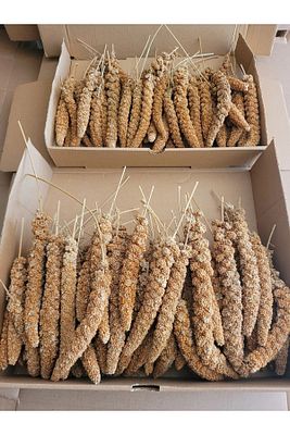 Kızıl Dal Darı (YENİ MAHSUL) 500 gr ürün fotoğrafı